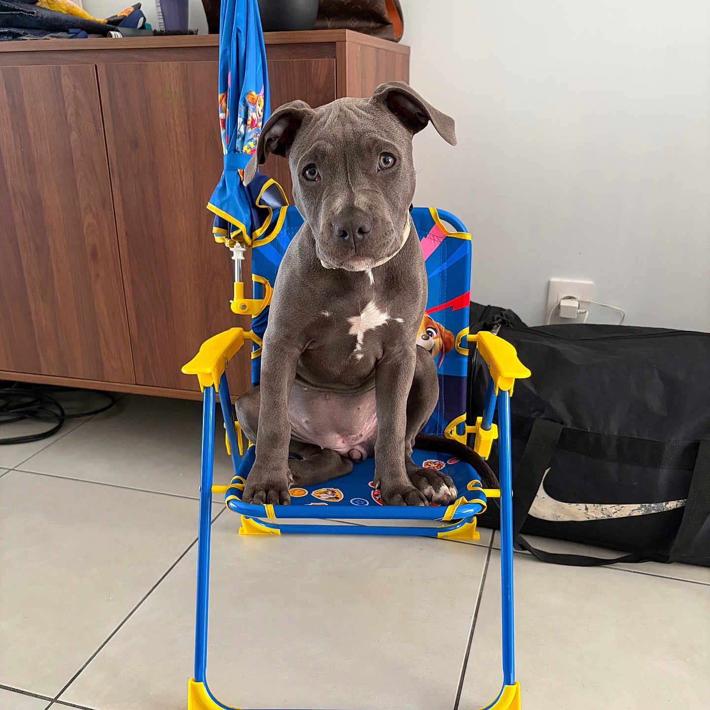 Bulma a rejoint le concours — aidez-le/la à gagner de superbes lots ! puppy, dog, chair, indoor, tile_floor, cabinet, plant, bag, blue, yellow, curious, pet, cute, small, fur, ears, eyes, nose, sitting, home