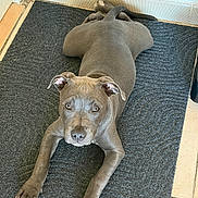 Bulma participe au concours pour gagner de l'argent avec cette photo : animal, canine, companion, curious, cute, dog, ears, floor, gray_dog, home, indoor, looking_up, lying_down, mat, paws, pet, puppy, relaxed, resting, tile_floor