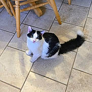 Oliver is registered to the contest to win money with this photo: cat, black_and_white, fluffy, indoor, tile_floor, chair_legs, curious, pet, animal, feline, whiskers, tail, sitting, looking_up, domestic_cat, cute, young_cat, fur, playful, house_pet