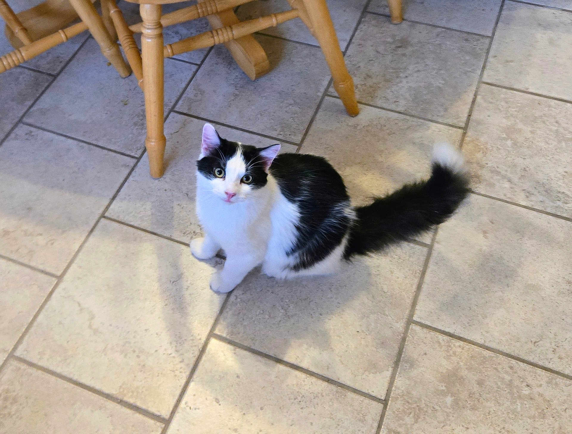 Oliver is registered to the contest to win money with this photo: cat, black_and_white, fluffy, indoor, tile_floor, chair_legs, curious, pet, animal, feline, whiskers, tail, sitting, looking_up, domestic_cat, cute, young_cat, fur, playful, house_pet
