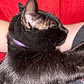 Binx is registered to the contest to win money with this photo: cat, black_cat, sleeping, purple_collar, pet, animal, fur, closeup, resting, domestic_cat, indoor, human_arm, red_background, cozy, relaxation, whiskers, ear, paw, soft, companion