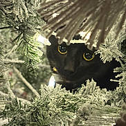 Binx is registered to the contest to win money with this photo: cat, black_cat, yellow_eyes, pine_branches, frosted_branches, holiday_lights, winter, nature, close_up, curious, animal, pet, greenery, soft_lighting, indoor, decorations, christmas_tree, mystery, wildlife, feline
