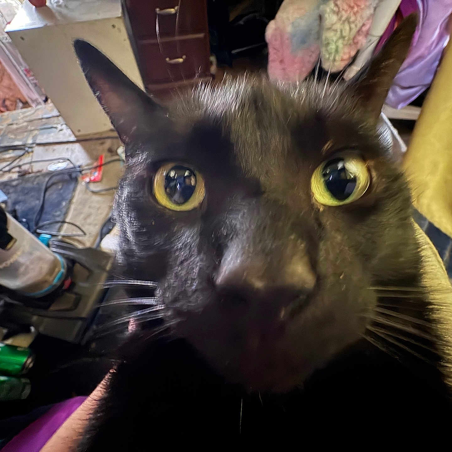 Binx