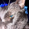 Binx joined the competition — help win amazing prizes! cat, close_up, black_cat, whiskers, eye, fur, animal, pet, night, dark_background, blurry, macro, indoor, mystery, feline, portrait, animal_face, soft_focus, whiskers_closeup, blue_lights