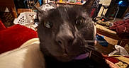 Binx joined the competition — help win amazing prizes! black_cat, close_up, indoor, pet, animal, feline, blurry, wide_eyes, household, clutter, furniture, couch, stairs, blanket, room, domestic, curiosity, whiskers, ear, face