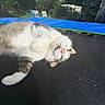 cat, trampoline, outdoor, sunlight, greenery, trees, chair, backyard, pet, relaxing, feline, fluffy, animal, daylight, nature, playful, whiskers, fur, tongue, funny