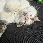 Jacob is registered to the contest to win money with this photo: cat, animal, pet, fur, whiskers, fang, closeup, outdoor, texture, playful, cute, relaxed, lying_down, pink_nose, ear, sleepy, expression, white_fur, tabby, resting