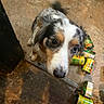 Sunshine joined the competition — help win amazing prizes! dog, puppy, floor, cans, food_cans, curious, brown, white, black, multicolor, indoor, looking_up, close_up, pet, animal, messy_floor, container, can, curious_eyes, kitchen