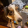 Sunshine joined the competition — help win amazing prizes! dog, indoor, floor, glass, looking_up, curious, can, footwear, crocs, brown, white, black, furry, pet, close_up, expression, animal, household, door, messy_floor