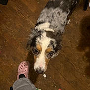 Sunshine joined the competition — help win amazing prizes! dog, indoor, wooden_floor, speckled_coat, curious, looking_up, footwear, pink_crocs, pants, pet, animal, floor, brown, casual, home, companion, standing, close_up, domestic, canine