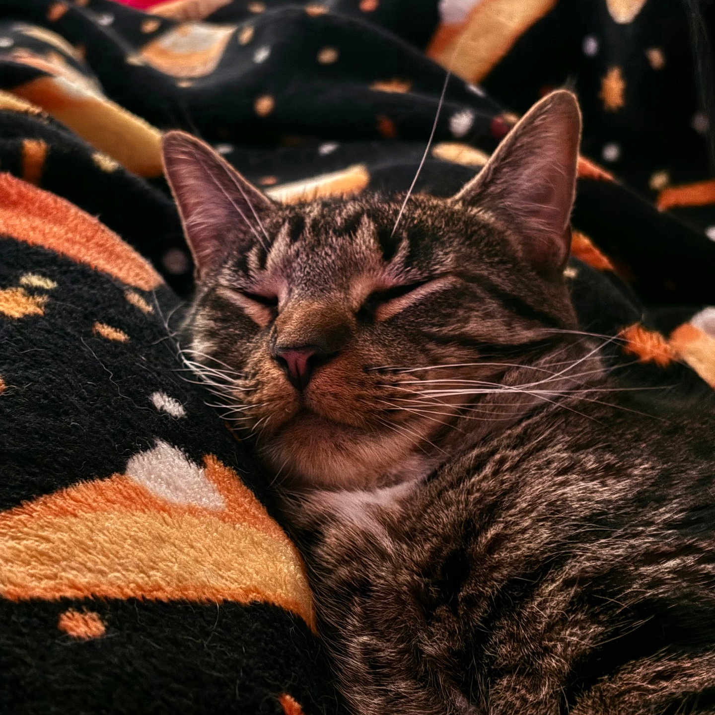 Kujo
