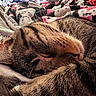 Kujo joined the competition — help win amazing prizes! cat, tabby_cat, sleeping, close_up, whiskers, fur, pet, cozy, blanket, patterned_blanket, indoor, resting, cute, animal, mammal, relaxing, soft, warm_lighting, domestic_cat, peaceful