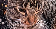 Kujo is registered to the contest to win money with this photo: cat, tabby, close_up, whiskers, ears, fur, striped, pet, animal, cozy, blanket, indoor, relaxed, feline, mammal, domestic, sitting, comfort, closeup, portrait