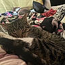 Kujo is registered to the contest to win money with this photo: cat, sleeping, blanket, cozy, indoor, feline, fur, resting, animal, cute, pillow, pattern, tabby, pet, comfort, closeup, domestic, warm, soft, relaxation