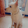 Taïko participe au concours pour gagner de l'argent avec cette photo : dog, white_dog, indoor, sitting, floor, glass_door, curtain, window, railing, pet, canine, side_view, collar, domestic_animal, quiet, calm, home, light, shadow, floor_tile