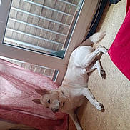Taïko a rejoint le concours — aidez-le/la à gagner de superbes lots ! dog, white_dog, indoor, floor, curtains, glass_door, metal_bars, relaxed, pet, animal, home, tiled_floor, resting, canine, domestic_animal, window, pink_curtains, door, guarding, comfortable