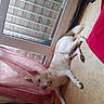 dog, white_dog, indoor, floor, curtains, glass_door, metal_bars, relaxed, pet, animal, home, tiled_floor, resting, canine, domestic_animal, window, pink_curtains, door, guarding, comfortable