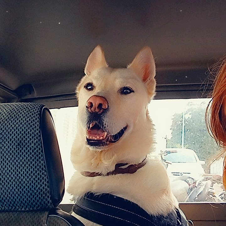 Taïko participe au concours pour gagner de l'argent avec cette photo : dog, white_dog, car_interior, backseat, harness, pet, happy, looking_out, window, daylight, vehicle, road, seat, collar, canine, travel, companion, cute, heart_emoji, smiling