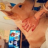 dog, hand, tattoo, red_nails, television, cartoon, wall_art, indoor, cozy, pet, light_fur, resting, couch, furniture, human_hand, nail_polish, decor, colorful, relaxed, animal