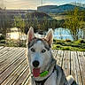 Ulysse participe au concours pour gagner de l'argent avec cette photo : dog, siberian_husky, outdoor, sunset, wooden_deck, tongue_out, blue_eyes, pet, nature, water, reflection, grass, sky, clouds, harness, animal, canine, sunlight, portrait, playful