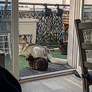 Ulysse participe au concours pour gagner de l'argent avec cette photo : dog, cat, balcony, outdoor, pet, tabby_cat, dog_tail, green_carpet, metal_railing, hanging_planters, glass_door, wooden_floor, chair, relaxing, animal, sunset_light, urban_background, furniture, domestic, quiet_moment