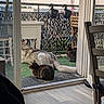 dog, cat, balcony, outdoor, pet, tabby_cat, dog_tail, green_carpet, metal_railing, hanging_planters, glass_door, wooden_floor, chair, relaxing, animal, sunset_light, urban_background, furniture, domestic, quiet_moment