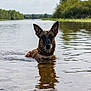 dog, water, river, nature, outdoor, animal, canine, wet, ears_up, collar, reflection, trees, sky, clouds, greenery, calm, lake, summer, daytime, portrait