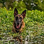 dog, water, pond, greenery, plants, yellow_flowers, tongue_out, happy, wet, nature, outdoor, animal, canine, summer, sunlight, reflection, fur, ears_up, collar, portrait