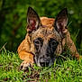 dog, animal, grass, outdoor, nature, canine, portrait, ears, face, lying_down, greenery, closeup, muzzle, pet, eyes, fur, snout, ground, daylight, background_blur