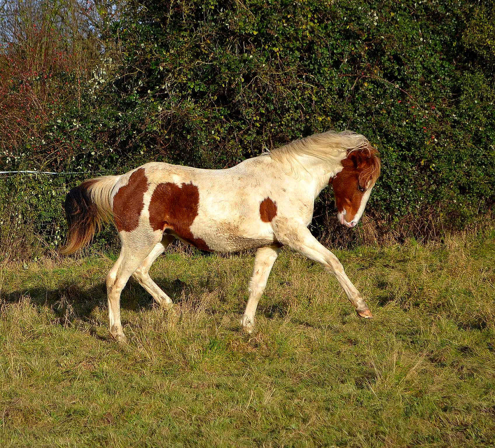 Cheyenne