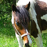 Brigand participe au concours pour gagner de l'argent avec cette photo :