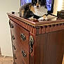 calico_cat, cat, furniture, dresser, wood, carved, indoor, pet, animal, television, remote_control, decor, carpet, curious, resting, feline, domestic, living_room, close_up, ornate