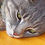 Mouche participe au concours pour gagner de l'argent avec cette photo : cat, gray_tabby, close_up, green_eyes, whiskers, wooden_surface, pet, animal, feline, laying_down, face, fur, nose, ears, domestic_cat, relaxed, resting, indoor, closeup, sleepy