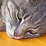 cat, gray_tabby, close_up, green_eyes, whiskers, wooden_surface, pet, animal, feline, laying_down, face, fur, nose, ears, domestic_cat, relaxed, resting, indoor, closeup, sleepy