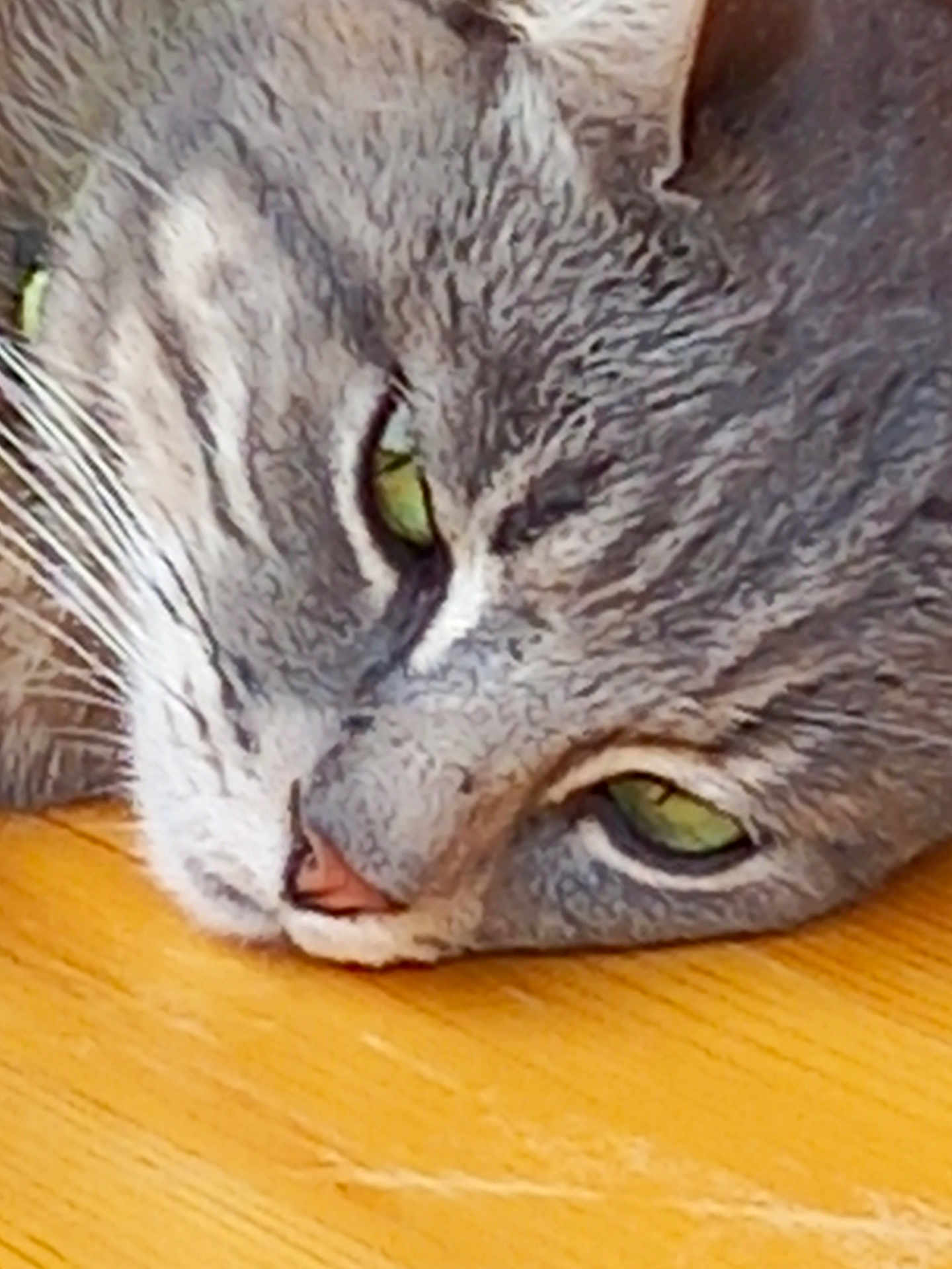 Mouche participe au concours pour gagner de l'argent avec cette photo : cat, gray_tabby, close_up, green_eyes, whiskers, wooden_surface, pet, animal, feline, laying_down, face, fur, nose, ears, domestic_cat, relaxed, resting, indoor, closeup, sleepy