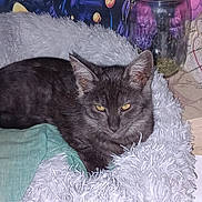 Sweety a rejoint le concours — aidez-le/la à gagner de superbes lots ! cat, gray_cat, pet, feline, fluffy_bed, soft_texture, indoor, resting, animal, yellow_eyes, fur, jar, glass_jar, colorful_background, green_cloth, relaxed, cozy, domestic, closeup, sleepy