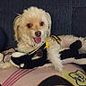 Rocky is registered to the contest to win money with this photo: dog, small_dog, fluffy, happy, tongue_out, stuffed_toy, black_and_white_toy, blanket, yellow_harness, lying_down, pet, cute, indoor, cozy, fur, animal, companion, playful, resting, smiling