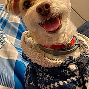 Rocky is registered to the contest to win money with this photo: dog, puppy, smiling, sweater, blue, white, indoor, blanket, pet, cute, happy, fur, collar, small_dog, face, tongue, ears, cozy, patterned_clothing, animal