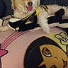 Rocky joined the competition — help win amazing prizes! dog, white_dog, plush_toy, blanket, cartoon_character, indoor, pet, happy, tongue_out, close_up, furry, cute, small_dog, resting, couch, colorful, soft, cozy, animal, smiling