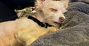 Rocky joined the competition — help win amazing prizes! dog, sleeping, blanket, cozy, indoor, fur, pet, resting, small_dog, collar, soft_texture, comfort, relaxation, cute, animal, laying_down, ears, face, warm, home