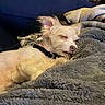 dog, sleeping, blanket, cozy, indoor, fur, pet, resting, small_dog, collar, soft_texture, comfort, relaxation, cute, animal, laying_down, ears, face, warm, home