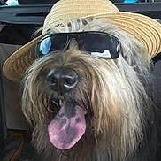 Deus a rejoint le concours — aidez-le/la à gagner de superbes lots ! dog, sunglasses, hat, tongue_out, fluffy, pet, canine, accessory, summer, cute, portrait, animal, funny, closeup, indoors, vehicle, travel, happy, face, cool