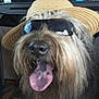 dog, sunglasses, hat, tongue_out, fluffy, pet, canine, accessory, summer, cute, portrait, animal, funny, closeup, indoors, vehicle, travel, happy, face, cool