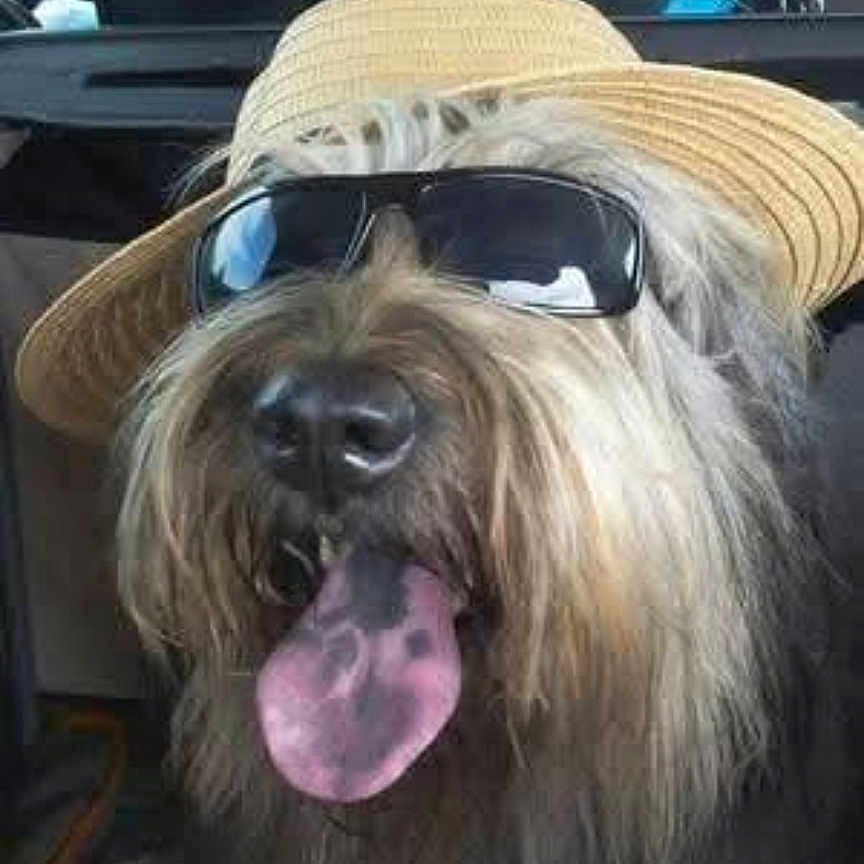Deus a rejoint le concours — aidez-le/la à gagner de superbes lots ! accessory, animal, canine, closeup, cool, cute, dog, face, fluffy, funny, happy, hat, indoors, pet, portrait, summer, sunglasses, tongue_out, travel, vehicle