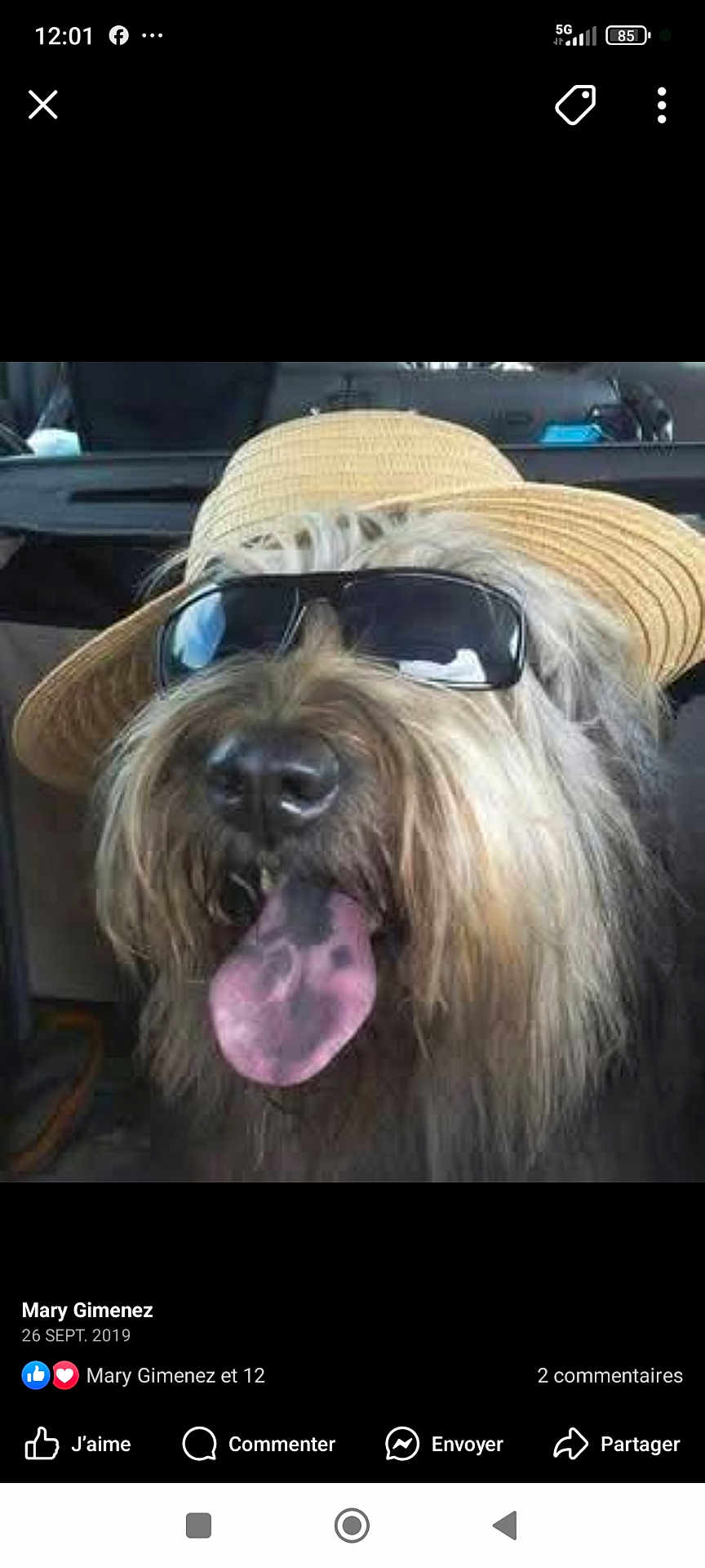 Deus a rejoint le concours — aidez-le/la à gagner de superbes lots ! dog, sunglasses, hat, tongue_out, fluffy, pet, canine, accessory, summer, cute, portrait, animal, funny, closeup, indoors, vehicle, travel, happy, face, cool
