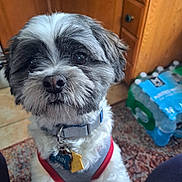 Finn joined the competition — help win amazing prizes! animal, black_and_white, cabinet, carpet, close_up, collar, curious, cute, dog, domestic, floor, fur, harness, indoor, mammal, pet, portrait, tag, tile_floor, water_bottles