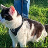 cat, black_and_white, fur, harness, grass, outdoor, pet, animal, side_view, alert, sunlight, person, jeans, tail, nature, daylight, whiskers, ears, walking, greenery