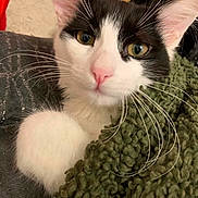 Mimiwa De La Mimiwu participe au concours pour gagner de l'argent avec cette photo : animal, black_and_white, blanket, cat, close_up, comfort, cozy, curious, cute, face, fur, green_blanket, indoor, pet, pink_nose, resting, soft, texture, whiskers, yellow_eyes