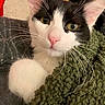 cat, close_up, black_and_white, yellow_eyes, pink_nose, whiskers, blanket, green_blanket, cozy, indoor, pet, fur, cute, animal, resting, texture, soft, comfort, face, curious