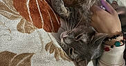 Wizzy joined the competition — help win amazing prizes! animal, blanket, bracelet, cat, closeup, comfort, cozy, cute, domestic, feline, fur, hand, indoor, pattern, pet, relaxed, resting, soft, tabby_cat, whiskers